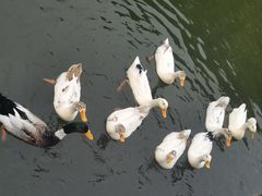 -新江湾城公园