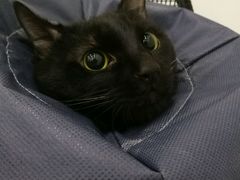 -伟伟宠物医院·CT影像中心·瑞派犬猫综合性门诊(汉口总院)