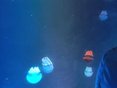 -锦艺城海洋馆
