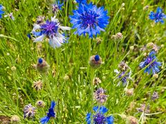 -武汉紫薇都市田园