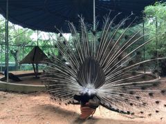 -广东茂名森林公园