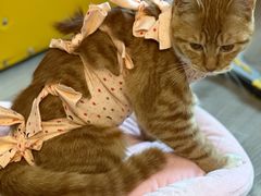 -纳吉亚猫专科动物诊疗中心(蒋宅口分院)