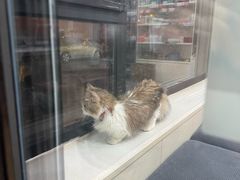-瑞派宠物医院·犬猫全科·猫友好(宾水西道店)