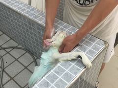 -贝贝宠物乐园(常青花园店)