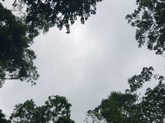 -槟城植物园