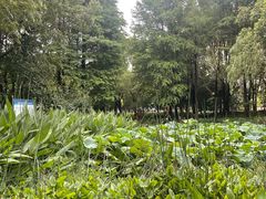 -陈家山荷花公园