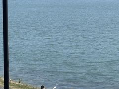-羊山湖公园