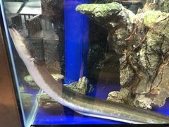 -石葵(锦业时代店)