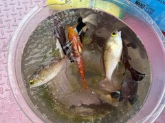 -小猫钓鱼海钓俱乐部(椰梦长廊店)