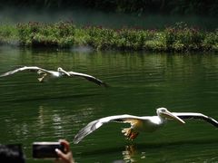 -广州长隆飞鸟乐园