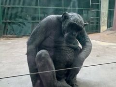 -石家庄市动物园