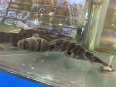 -兄弟爬爬虾(北京路店)