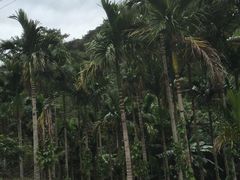 -海南热带雨林国家公园吊罗山景区