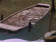 -深圳仙湖植物园