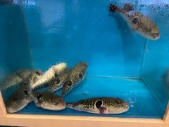 -天正河鲀·河豚亭(大连店)