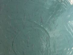 -田园东方蜜桃村的田野营地