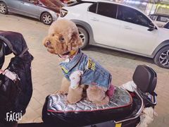 -樱桃家的宠物店(君安花园店)