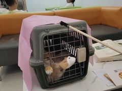 -北京观赏动物医院·24小时大型综合·猫专科·异宠专科