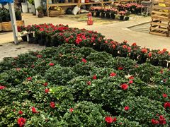 -龙大花卉苗木市场