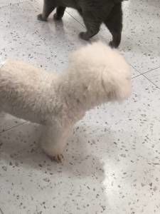 -喵园·猫主题咖啡厅·撸猫·猫咖(国贸店)