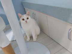 -喵的天空名猫咖啡馆·撸猫·猫舍·用品