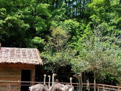 -栾川竹海野生动物园