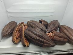 -可可和巧克力博物馆