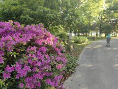 -上海鲜花港