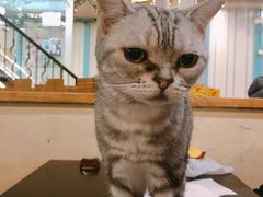 -猫小院猫主题咖啡厅(北锣店)