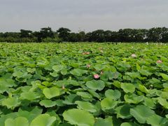 -梁鸿国家湿地公园