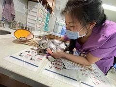 -北京派仕佳德动物医院·超导核磁·CT·神经科·骨科·内外科·急重症管理中心