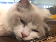 -乐宠宠物店(世纪金源店)