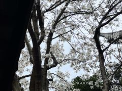 -龙华寺