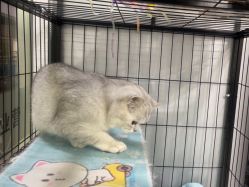 -镁连社·美联社