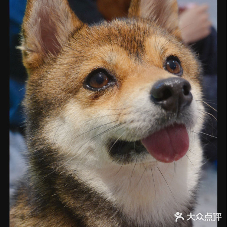 柴喵双全｜才貌双全