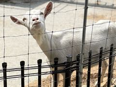 -神户市立六甲山牧场