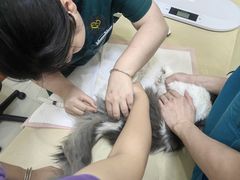 -瑞派康怡24h宠物医院·犬猫医疗中心·微创绝育(瑞景分院)