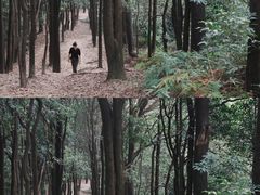 -火炉山森林公园