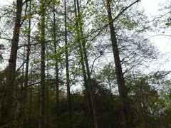 杉树（60米）-九溪烟树