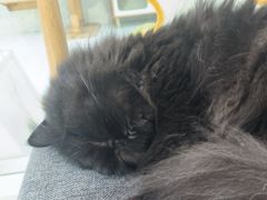 -喵园·猫主题咖啡厅·撸猫·猫咖(国贸店)