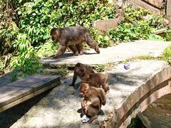 -西岭雪山大飞水景区
