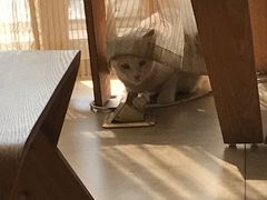 -猫咖时代(中山亭店)