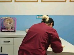 -瑞派福兴宠物医院犬猫全科·骨科·中西医结合(河东店)