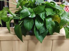 -华莱士·全鸡汉堡(坂田店)