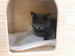 -逗柴咖啡屋·狗咖猫咖宠物桌游
