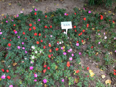 iphone_upload_pic-紫竹院公园冰场