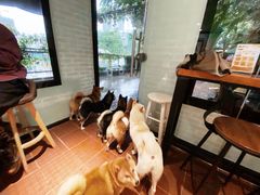 -柴犬高等学院·狗咖·柴犬售卖·宠物训练