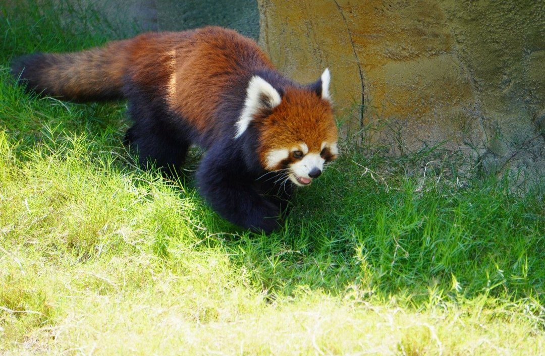 小浣熊 可爱图片