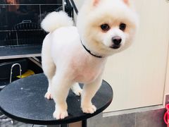 -小尾巴宠物店(万科·金域华庭店)