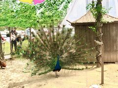 -前小桔亲子创意农场·草莓采摘·露营烧烤